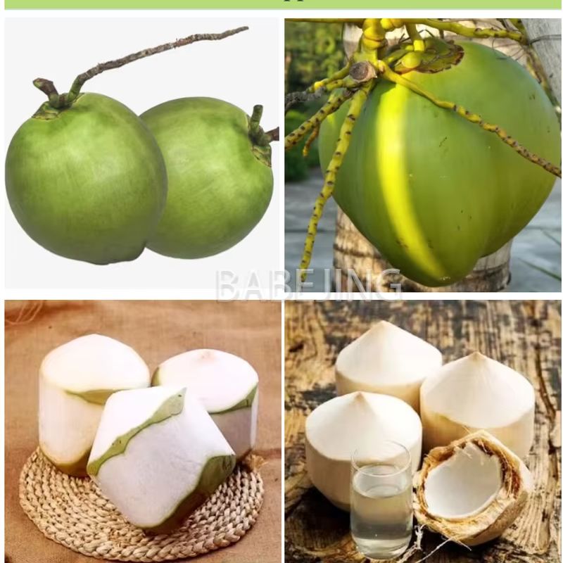 BANEJING Automatic Coconut Pee - Power Tools In Workshop 评论和价格
